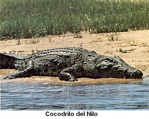 Cocodrilo del Nilo.jpg